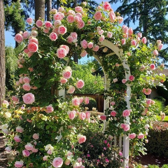 Elegant Climbing Rose Flower Seeds